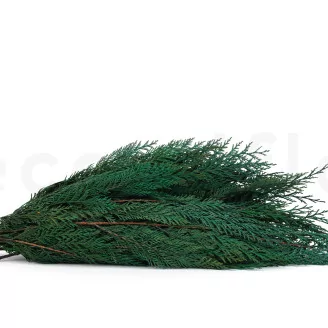 Preserved Cedar