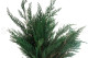 Preserved Cedar - Green 4