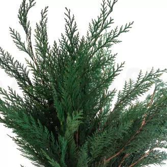 Preserved Cedar
