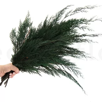 Preserved Cedar