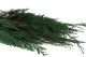 Preserved Cedar 6