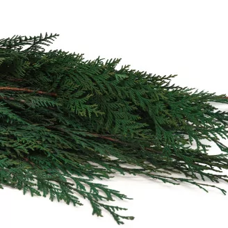 Preserved Cedar