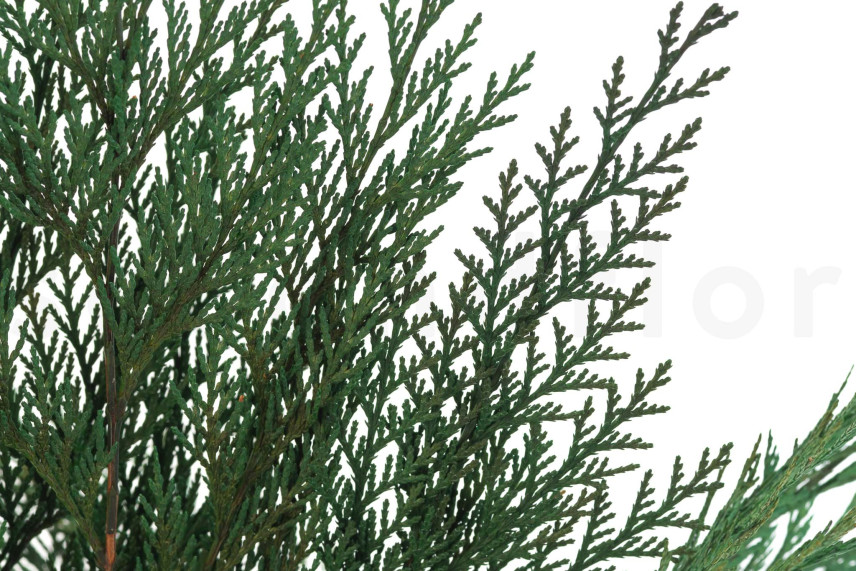 Preserved Cedar - Green