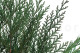 Preserved Cedar 2