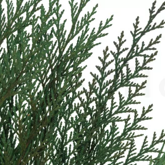 Preserved Cedar