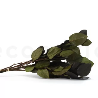 Preserved Salal Green