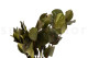 Preserved Salal Green 7