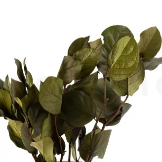 Preserved Salal Green