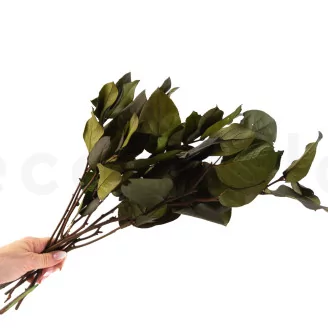Preserved Salal Green