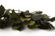 Preserved Salal Green 6