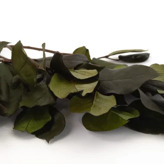 Preserved Salal Green