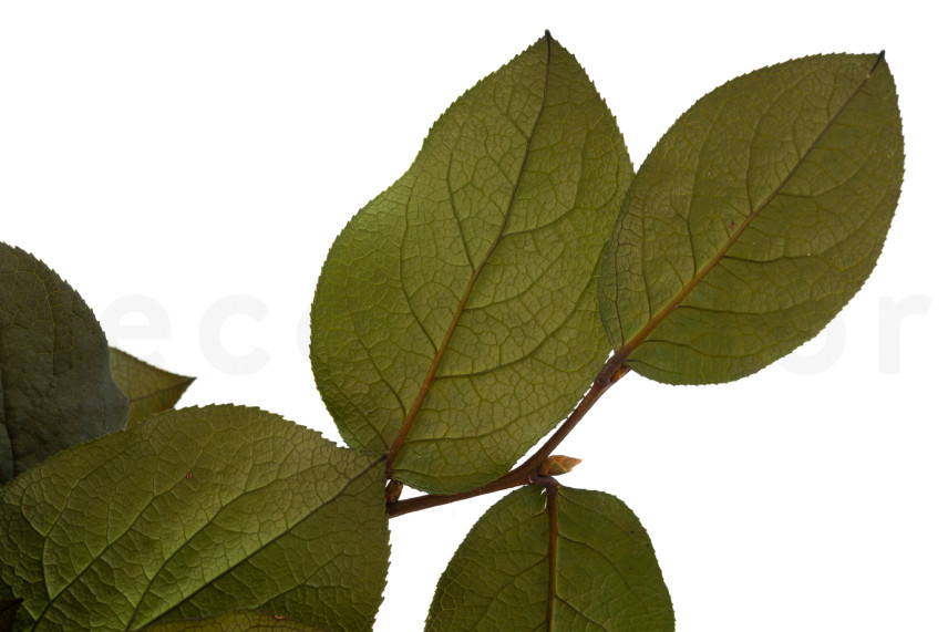 Preserved Salal - Green