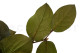 Preserved Salal Green 2