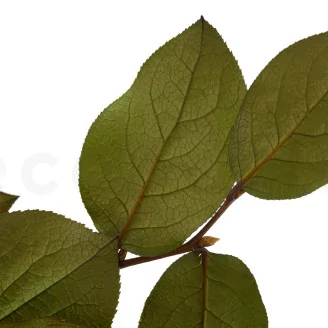 Preserved Salal Green