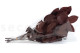 Preserved Salal Red 8