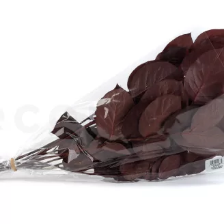Preserved Salal Red