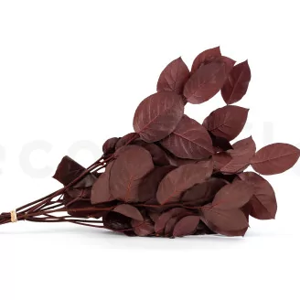 Preserved Salal Red