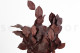 Preserved Salal Red 5