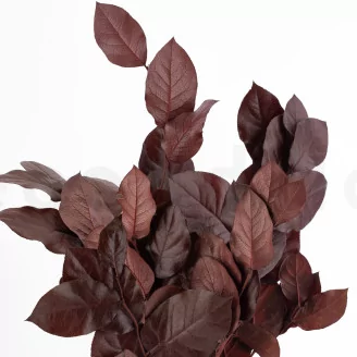 Preserved Salal Red