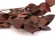 Preserved Salal Red 7