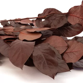 Preserved Salal Red