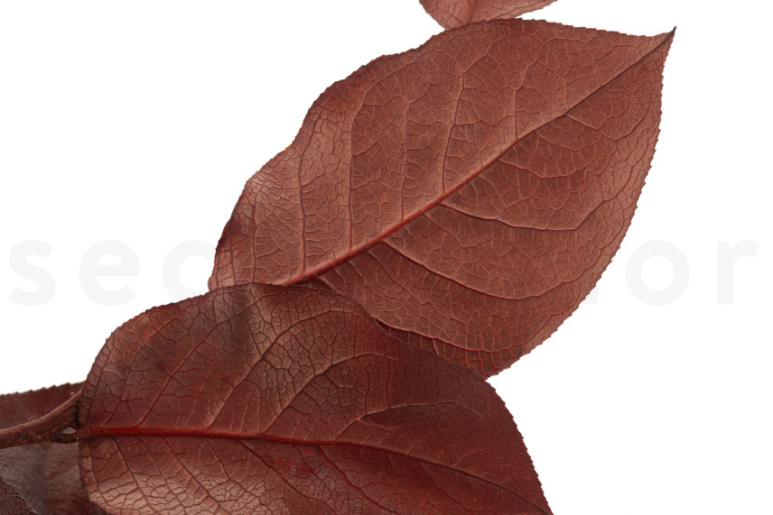 Preserved Salal - Red