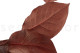 Preserved Salal Red 2
