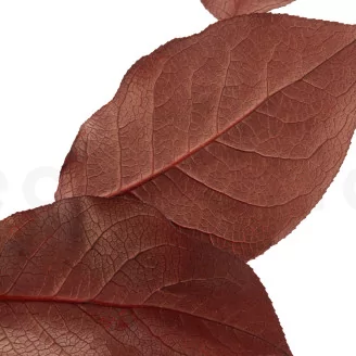 Preserved Salal Red