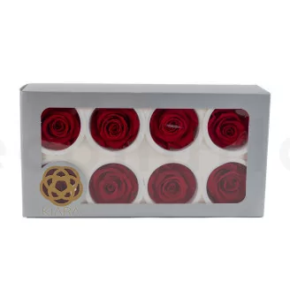 Preserved Rose L Red (set of 8)