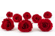 Preserved rose Kiara L - Box of 8 - Vibrant Red Roses 4