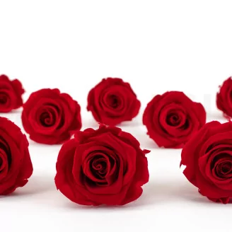 Preserved Rose L Red (set of 8)
