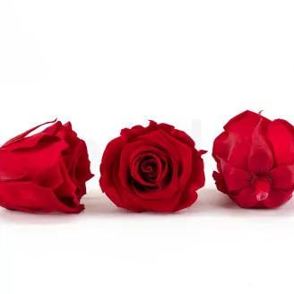 Preserved Rose L Red (set of 8)