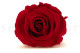 Preserved rose Kiara L - Box of 8 - Vibrant Red Roses 3