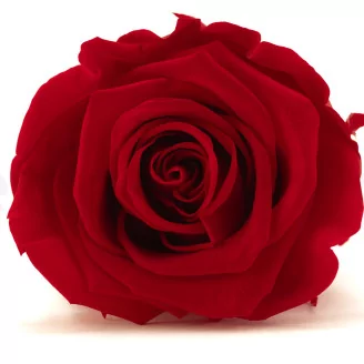 Preserved Rose L Red (set of 8)