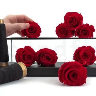 Preserved Rose L Red (set of 8)