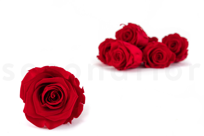 Preserved rose Kiara L - Box of 8 - Vibrant Red Roses