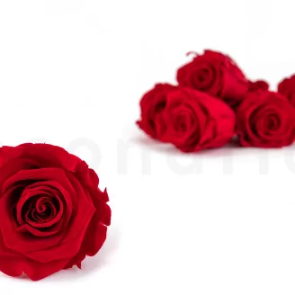 Preserved Rose L Red (set of 8)