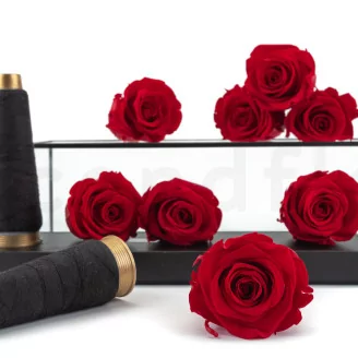 Preserved Rose L Red (set of 8)