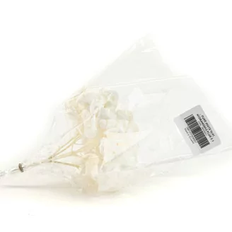 Preserved Hydrangea White