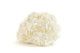 Preserved Hydrangea White 5