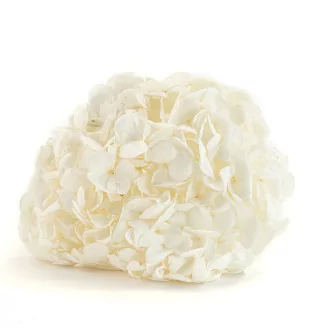 Preserved Hydrangea White