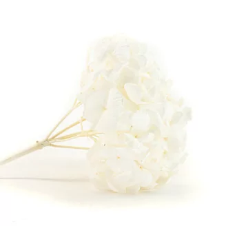 Preserved Hydrangea White