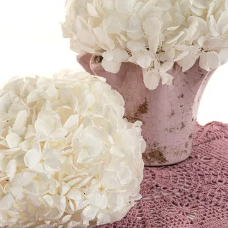 Preserved Hydrangea White