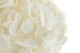 Preserved Hydrangea White 3