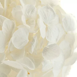 Preserved Hydrangea White