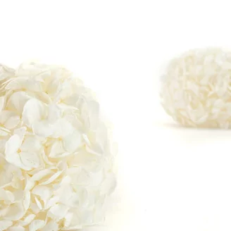 Preserved Hydrangea White