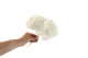 Preserved Hydrangea White 6