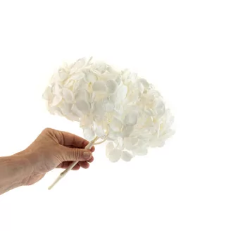 Preserved Hydrangea White