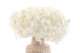 Preserved Hydrangea Kiara - White 4