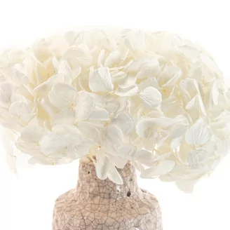 Preserved Hydrangea White